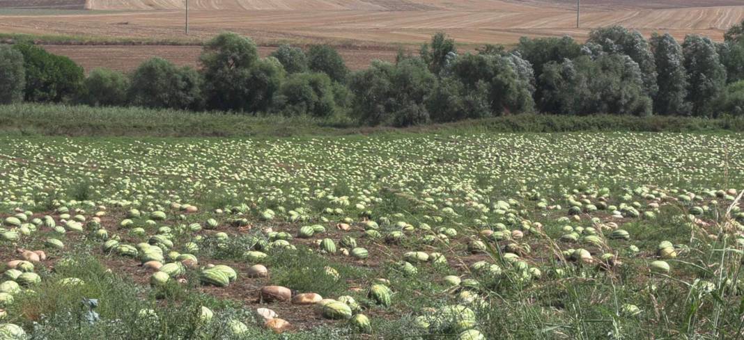 Dolu karpuzları çatlattı: Sağlam kalan ürün de toplama maliyetinden dolayı tarlada kaldı 7